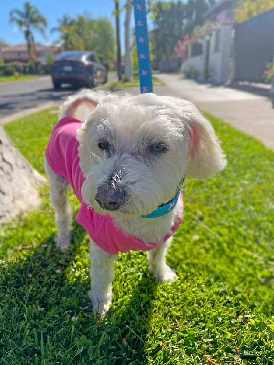 Willow, a Bichon Frise, Maltese and Havanese mix, walking in Party Pink Unicorn Collar and Leash set and the adorable Hot Pink Embroidered Unicorns Rock Hot Pink Dog Tee from online dog clothing store they made me wear it.