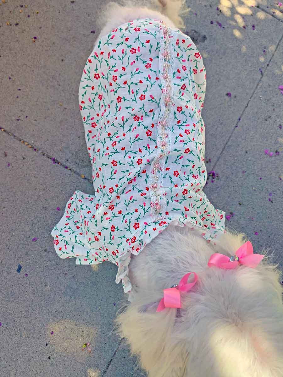 Willow, a Bichon Frise, Maltese and Havanese mix, top of the blouse, wearing the pretty Pink Daises Dog Blouse with High Ruffled Collar from online posh puppy boutique they made me wear it.