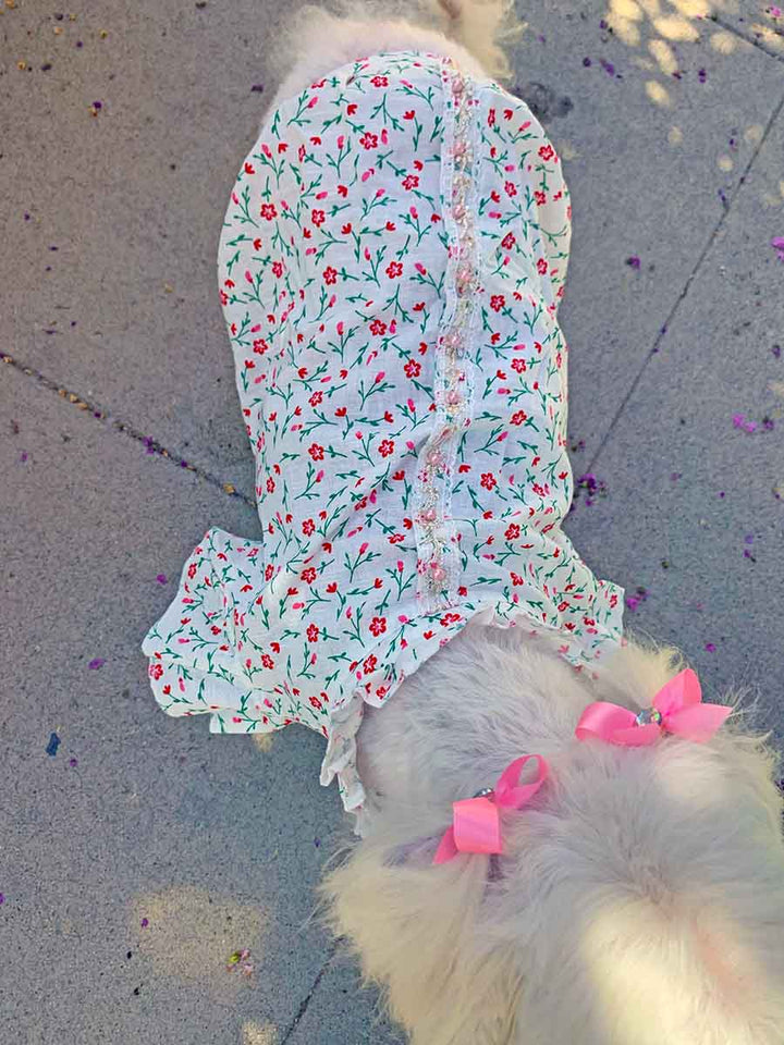 Willow, a Bichon Frise, Maltese and Havanese mix, top of the blouse, wearing the pretty Pink Daises Dog Blouse with High Ruffled Collar from online posh puppy boutique they made me wear it.