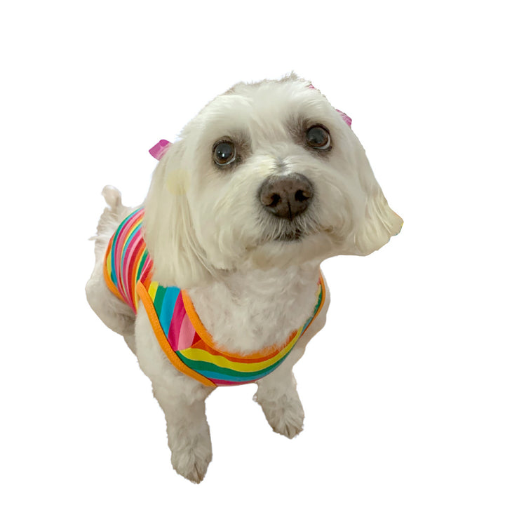 Willow a Bichon Frise, Maltese and Havanese Mix wearing the PRIDE Rainbow Dog T-shirt from online dog clothing store they made me wear it. Celebrate Pride Month with your dog!