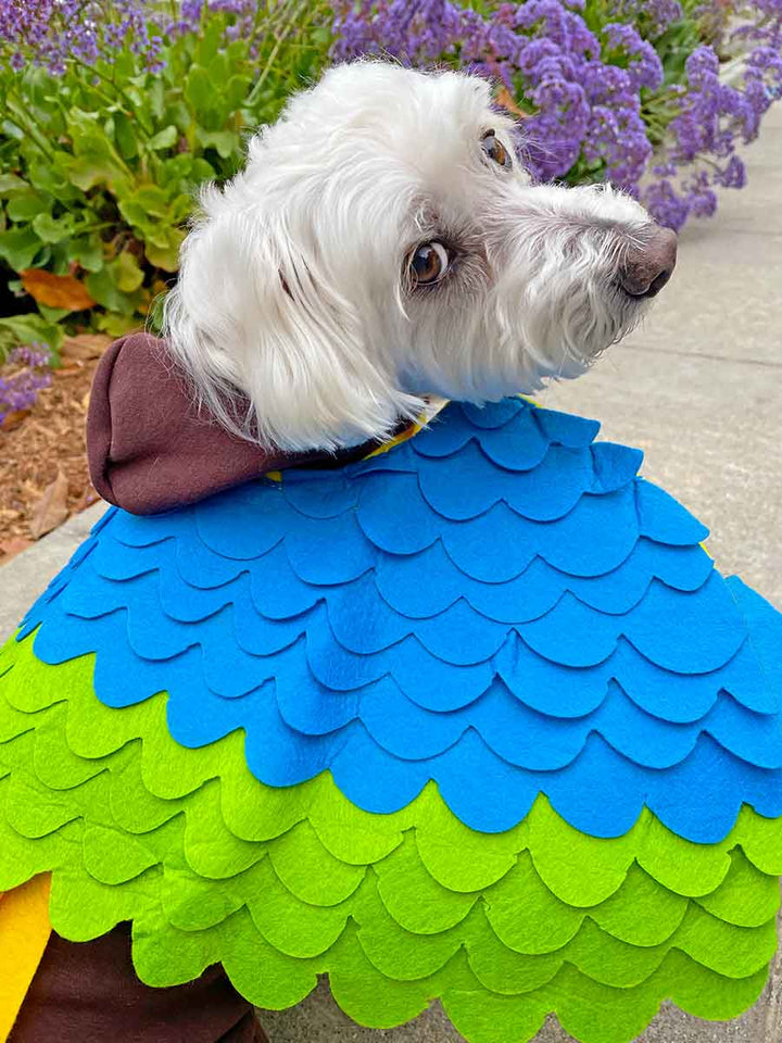 Willow, a Bichon Frise, Maltese and Havanese mix, showing off the back of the adorable Tropical Bird Dog Costume from online dog costume shop they made me wear it.