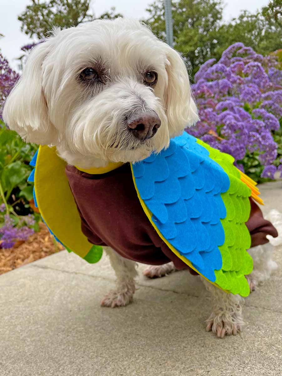 Willow, a Bichon Frise, Maltese and Havanese mix, sitting down wearing the adorable Tropical Bird Dog Costume from online dog costume shop they made me wear it.