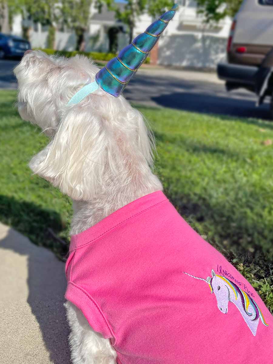 Willow, a Bichon Frise, Maltese and Havanese mix, wearing the Iridescent Violet Unicorn Horn for Dogs and the adorable Hot Pink Embroidered Unicorns Rock Dog Tee from online dog clothing store they made me wear it.