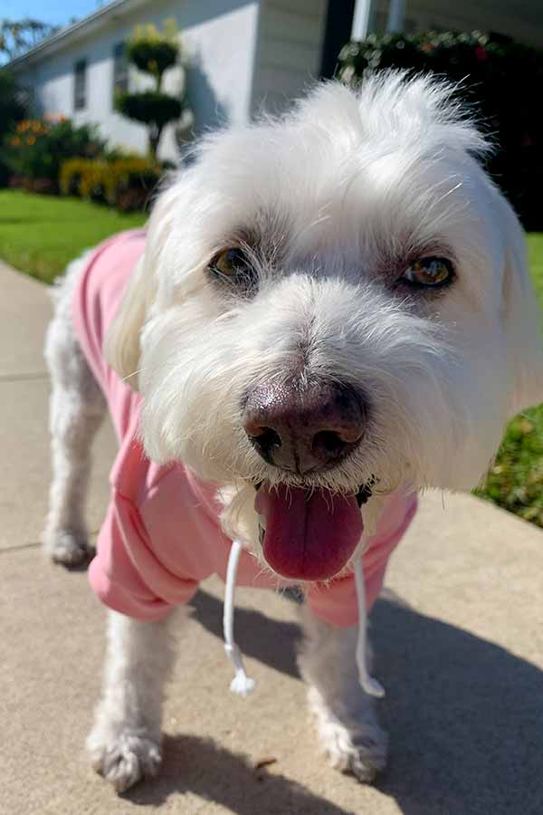Willow, a Bichon Frise, Maltese & Havanese mix, smiling with her tongue out, looking at the camera, wearing the Personalized Dog Hoodie in Blush from online dog clothing store they made me wear it.