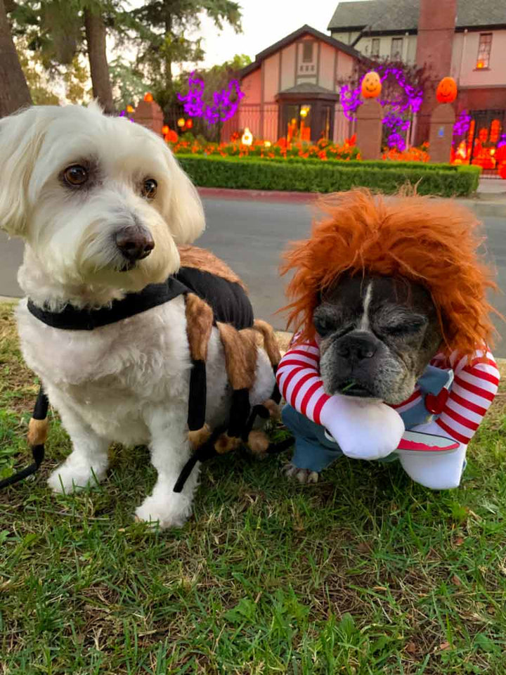 Willow, Bichon Frise, Maltese and Havanese mix wearing scary Tarantula Spider Halloween Dog Costume and Dilla, French Bulldog and Boston Terrier mix, wearing the Chukcy Doll Deadly Killer Halloween Dog Costume from online dog costume shop they made me wear it.
