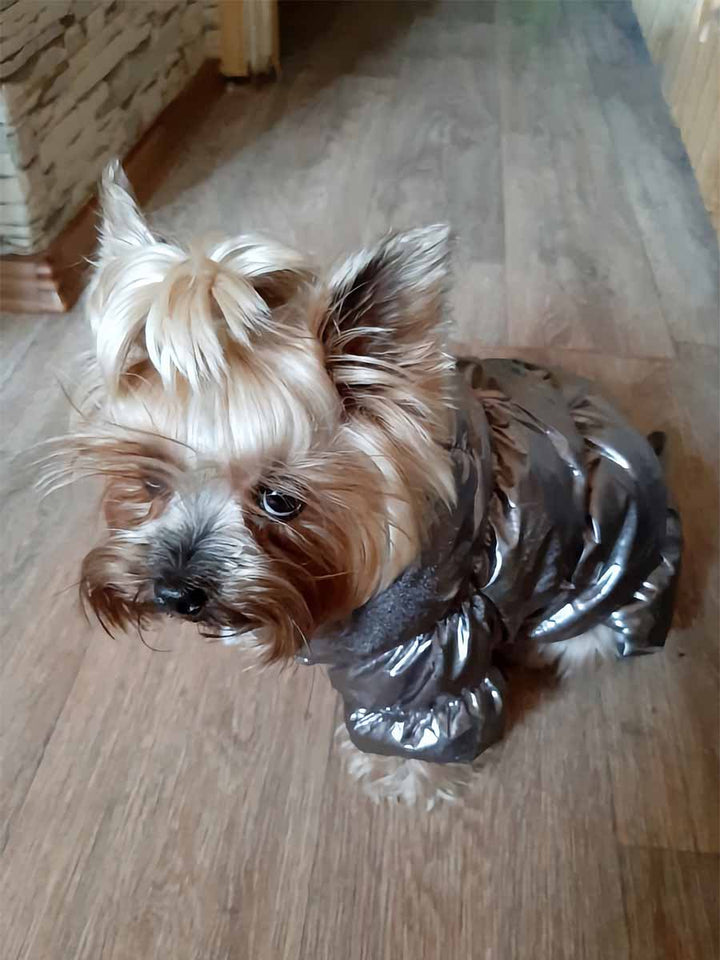 Yorkshire Terrier wearing Metallic Silver Bubble Dog Jacket from online dog clothing store they made me wear it.