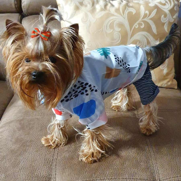 Yorkshire Terrier standing up on a couch, staring at the camera, wearing striped pants and the Sun Protection Dog Jacket with Geometric Design. Available from online dog store they made me wear it.