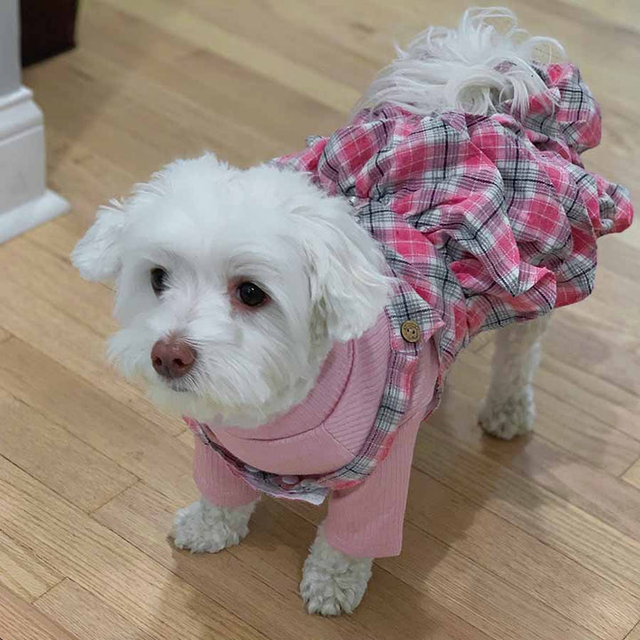 Zara, an adorable Maltese, standing on hardwood floors, wearing the Pretty in Pink Dog Romper and Turtleneck from online posh puppy boutique they made me wear it.